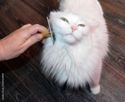 combing a white Angora fluffy cat with yellow eyes for grooming