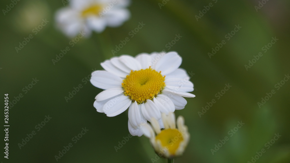 Obraz premium Ромашка