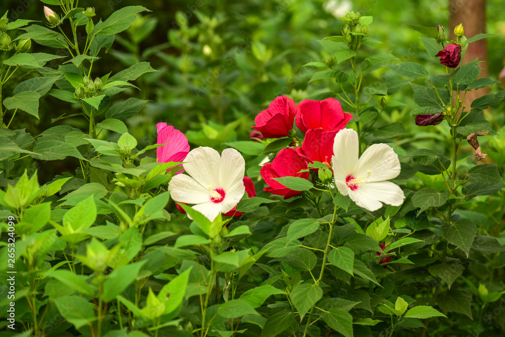 In summer, the grass Hibiscus blossoms in the city park. Luannan County, Tangshan City, Hebei Province, China In summer, the grass Hibiscus blossoms in the city park. Luannan County, Tangshan City, Hebei Province, China
