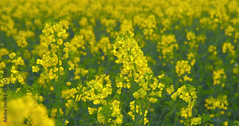 Beautiful blooming rapeseed plants - ProRes Beautiful blooming rapeseed plants - ProRes