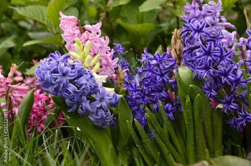 colorful hyacinths in the garden