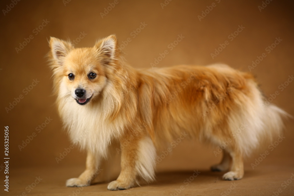 Pomeranian spitz Dog on brown background in studio Pomeranian spitz Dog on brown background in studio