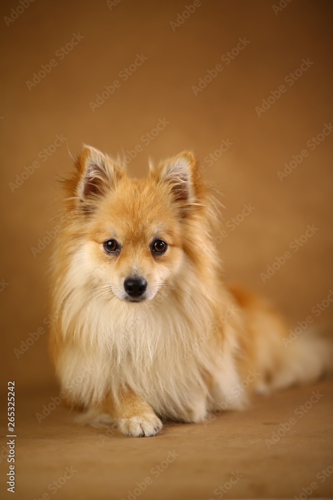 Pomeranian spitz Dog on brown background in studio Pomeranian spitz Dog on brown background in studio