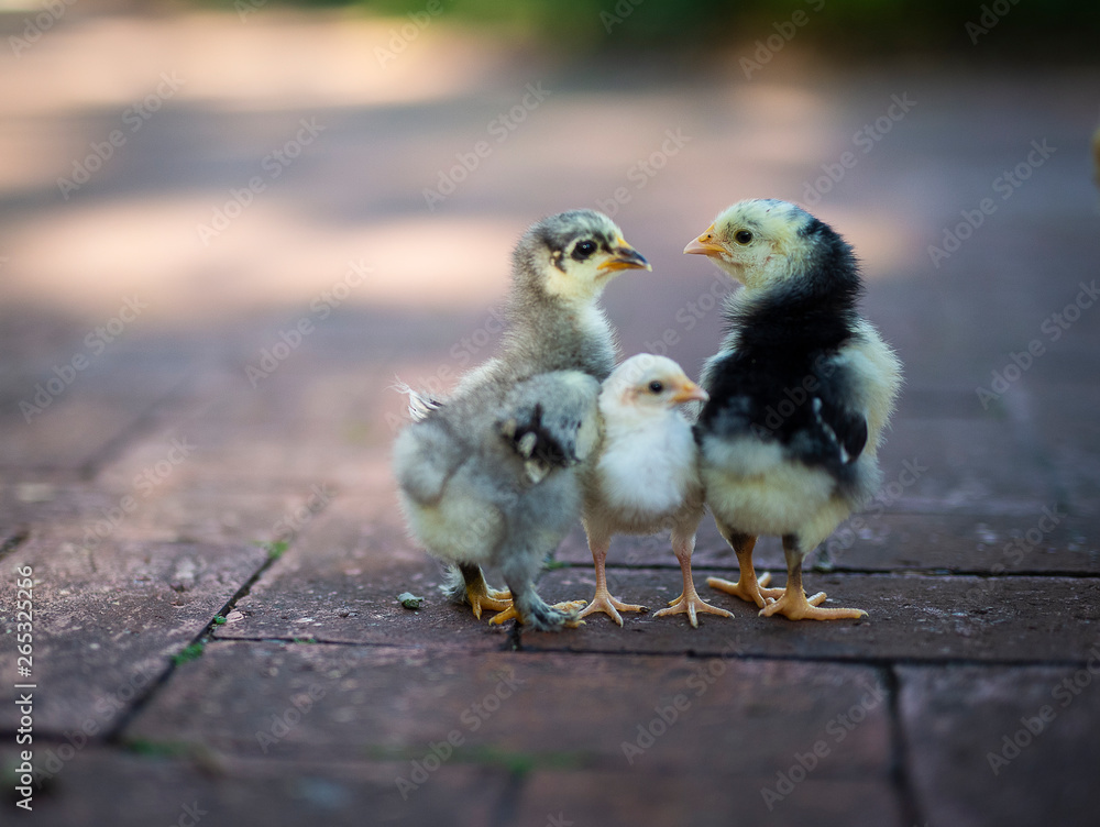 Three chicks Three chicks