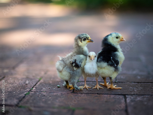 Three chicks
