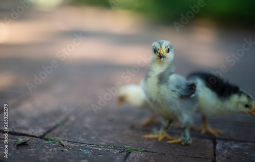 Three chicks