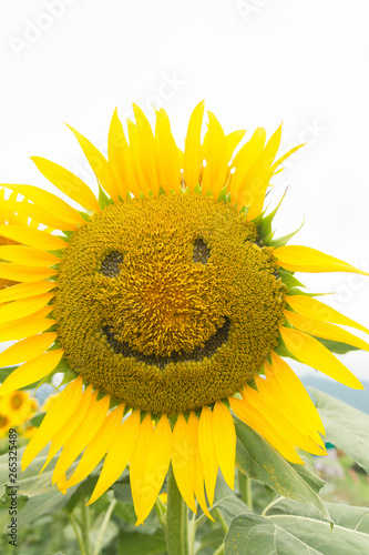 かわいいひまわりの花 Stock 写真 Adobe Stock かわいいひまわりの花 Stock 写真 Adobe Stock
