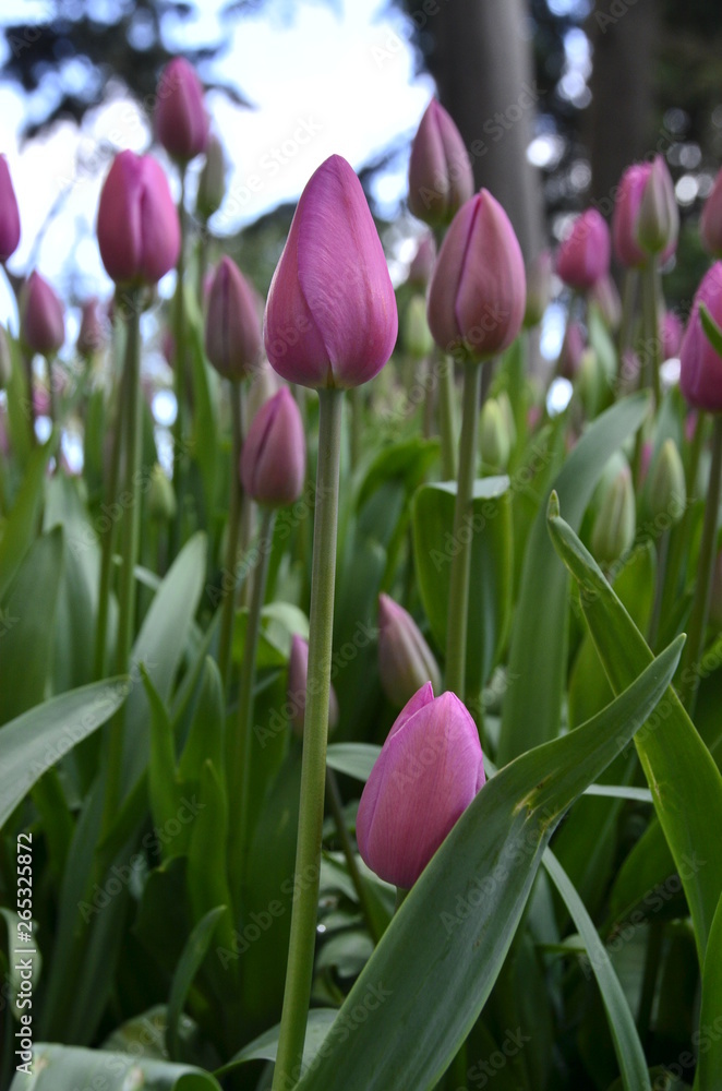 pink tulips in the garden pink tulips in the garden