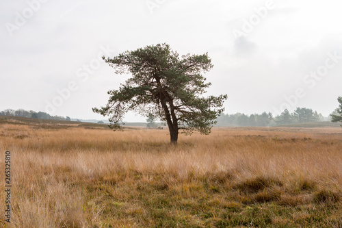 A lonely tree on a cloudy day on the Asselsche heath