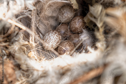 Close up of sparrow eggs in the nest.