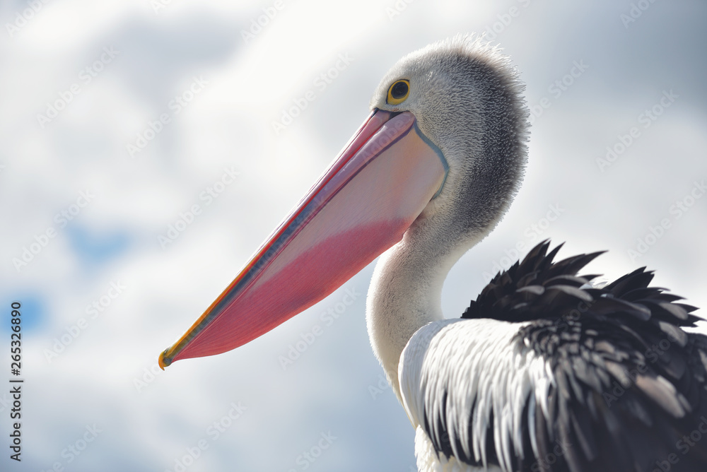 Great white pelican also known as the eastern white pelican, rosy pelican or white pelican. Pelecanus onocrotalus Great white pelican also known as the eastern white pelican, rosy pelican or white pelican. Pelecanus onocrotalus