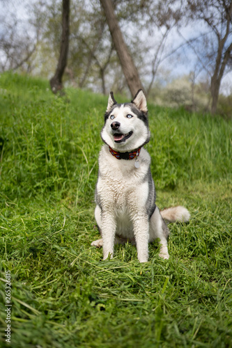 Gray dog ​​breed Husky on green juicy spring grass and trees 