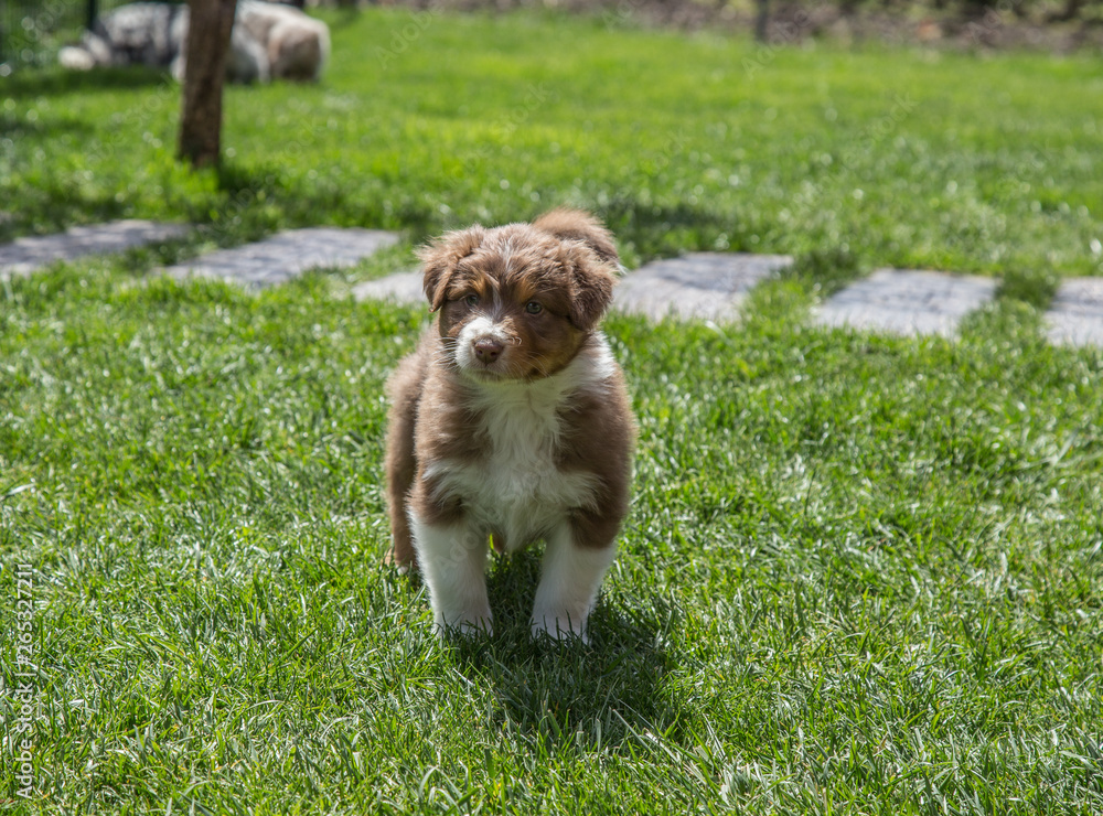 Cachorro perro pastor marron