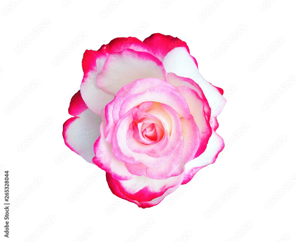 pink white multicolor rose isolated on white background pink white multicolor rose isolated on white background