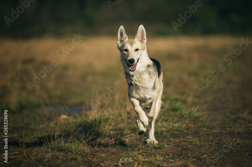 Front view at husky dog walking on a green meadow looking at camera. Green trees and grass background.
