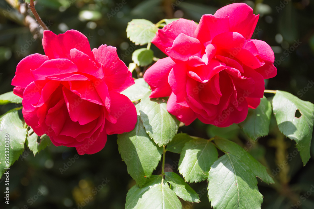 Flowers of roses in a garden in spring Flowers of roses in a garden in spring