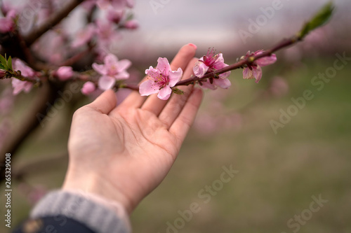 Branch of blooming peach in the hand, natural light in spring garden