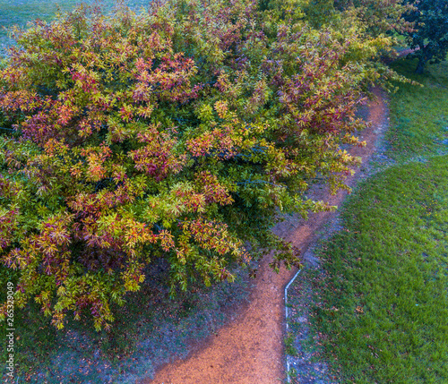 Leaves turn brown as fall (autumn) approaches.