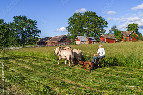 Haymaking the old fashioned way with a horse drawn mower