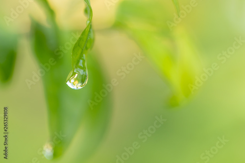  Drops of water on the leaves on the background, blurred green leaves