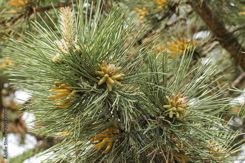 Lush pine branch with young cones and blooming buds