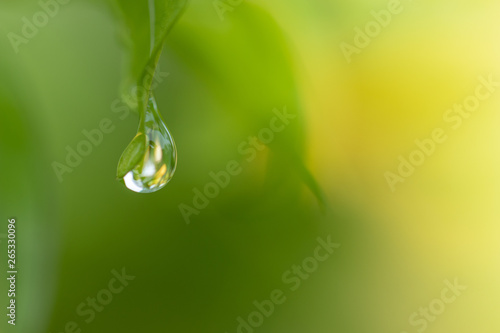  Drops of water on the leaves on the background, blurred green leaves