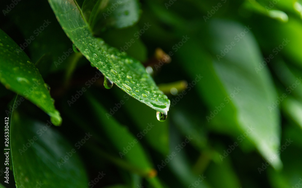 Hojas verdes mojadas por las lluvias primaverales de Mayo. Empapadas por gotas relucientes de agua.