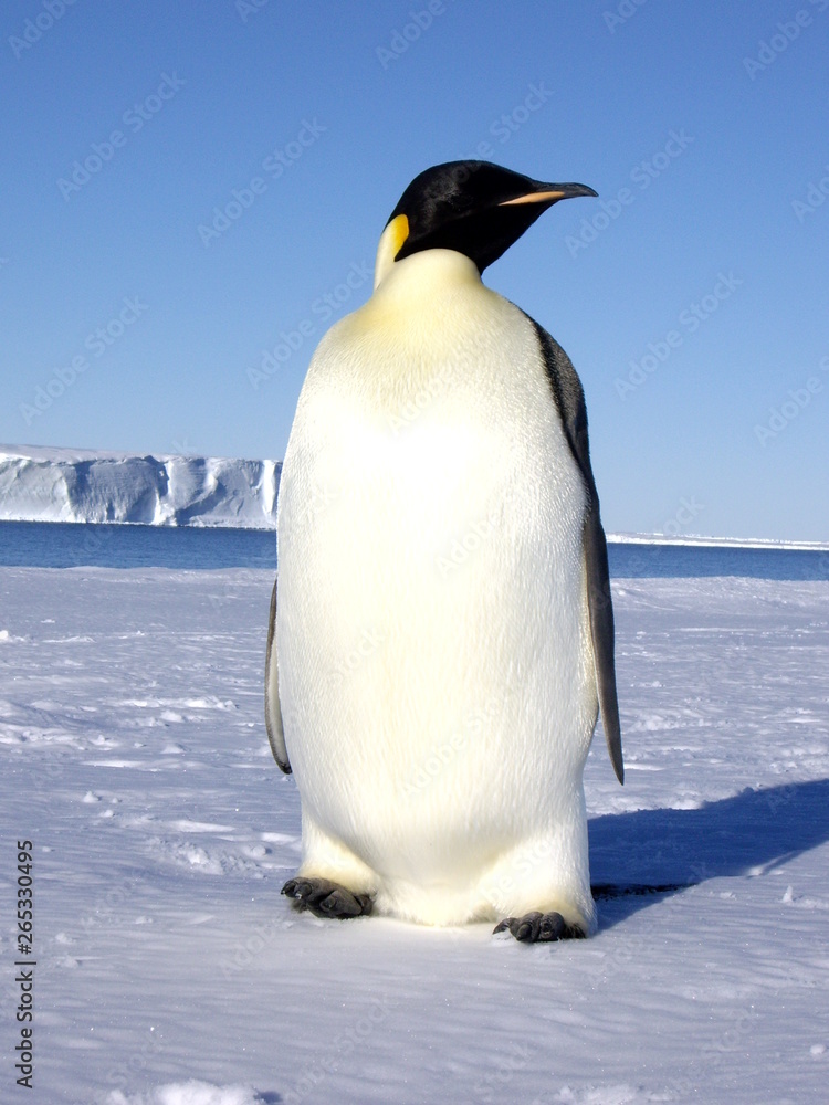 Obraz premium Emperor penguin basking in the sun of Antarctica