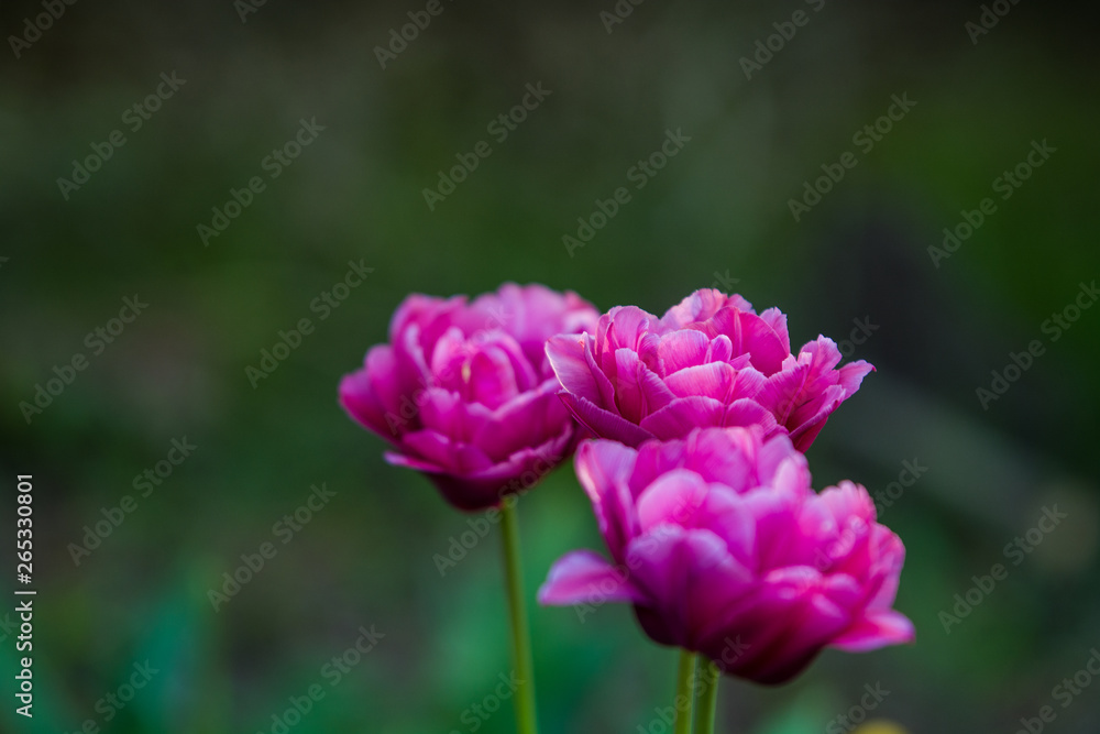 Green glade from crimson and violet unusual, decorative colors of tulips on a spring decline. Beautiful nature. Green glade from crimson and violet unusual, decorative colors of tulips on a spring decline. Beautiful nature.