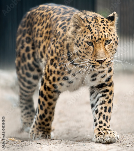 Adult Amur Leopard  Panthera pardus orientalis . A species of leopard indigenous to southeastern Russia and northeast China  and listed as Critically Endangered