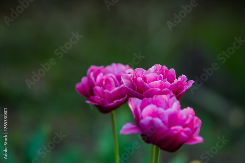 Green glade from crimson and violet unusual  decorative colors of tulips on a spring decline. Beautiful nature.