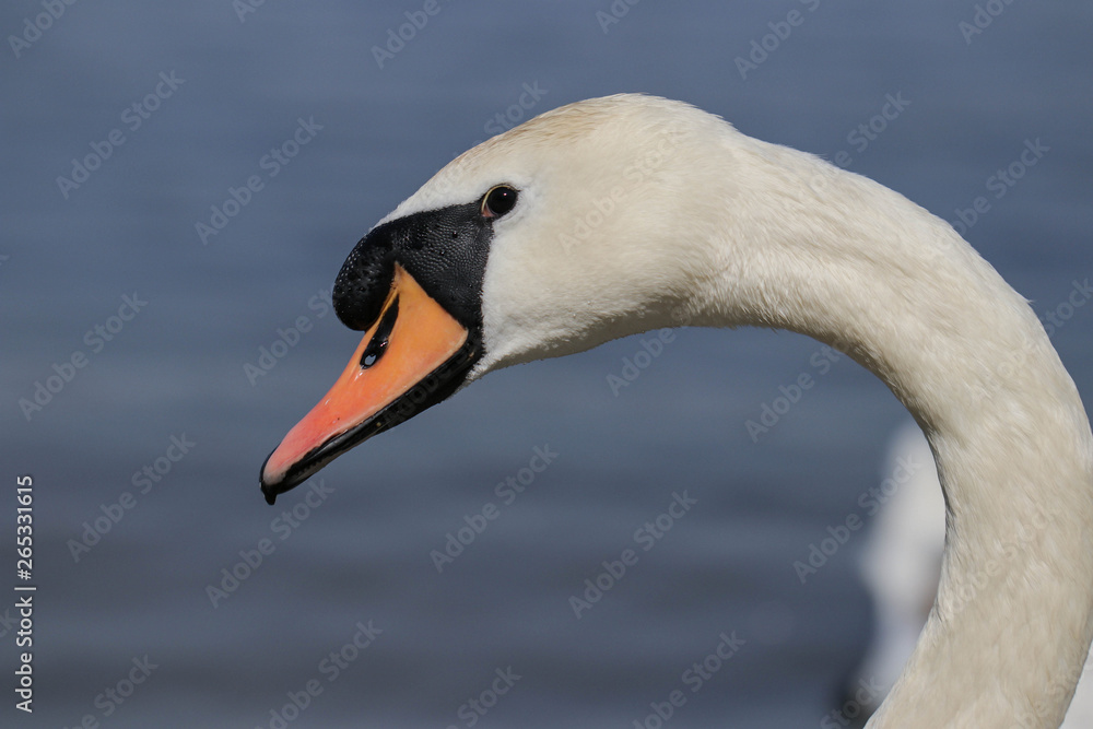 Obraz premium The head of a swan on a curved neck close-up