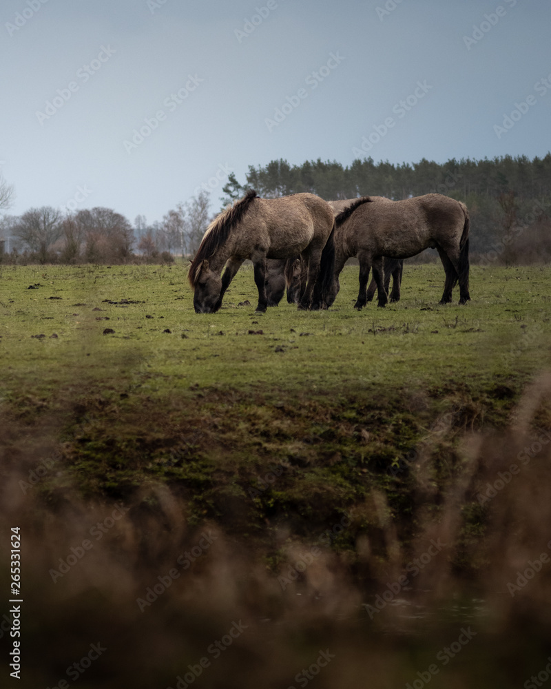 Fototapeta premium Horses