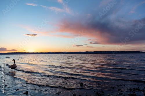 sunset over the sea with a Canada goose © DesignFlip