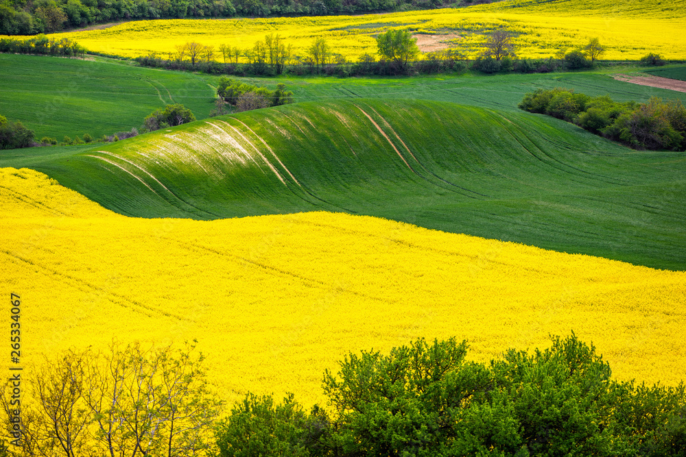 Fototapeta premium Scenic view of beautiful Moravian Tuscany landscape in South Moravia, Czech Republic.