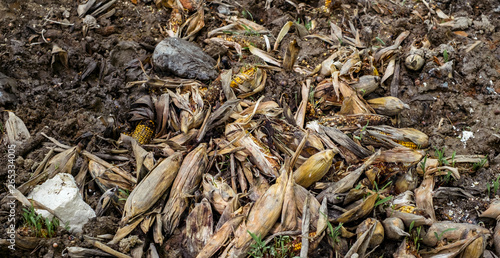 waste of food, left behind corncob in the mud photo