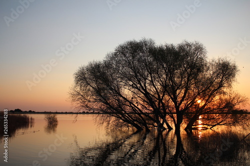 Sunset with tree in water