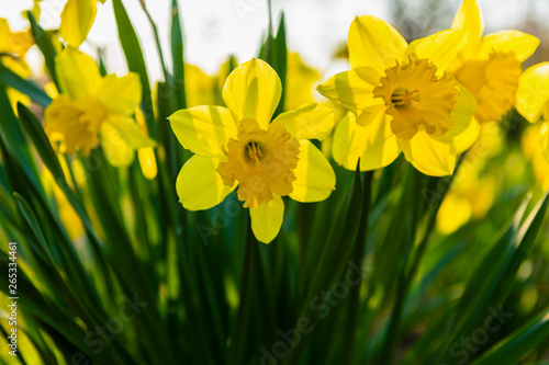 Yellow daffodils in the garden