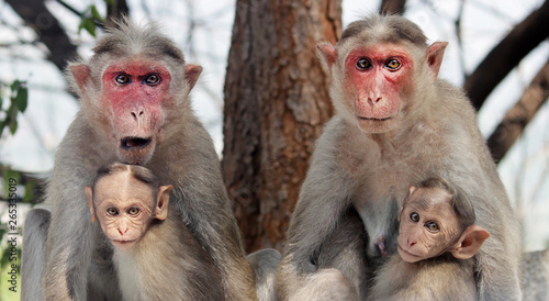 The monkey family © Firose