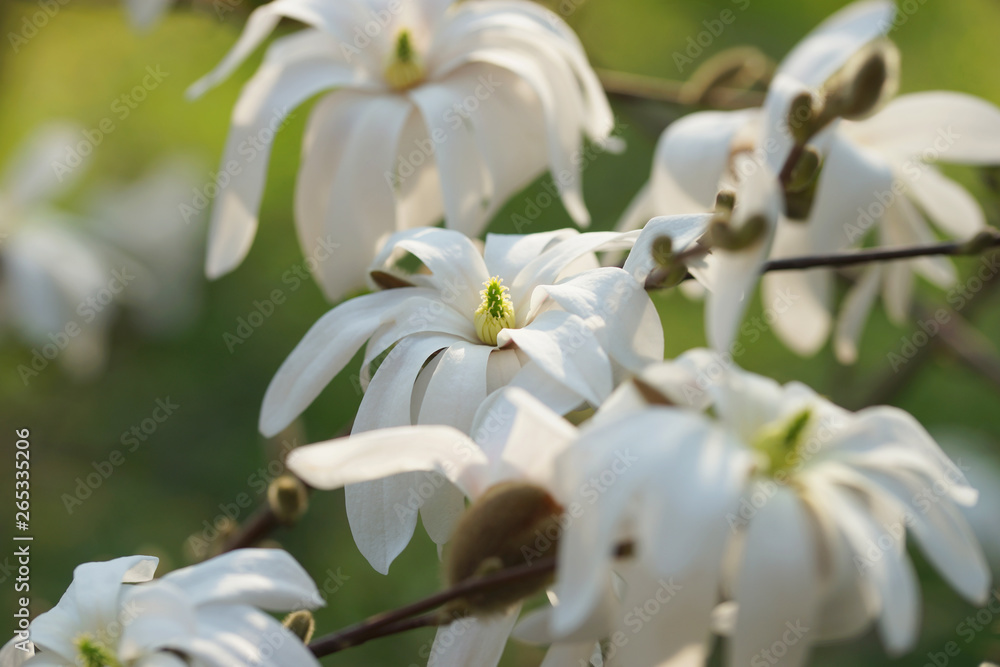 white flowering tree Magnolia