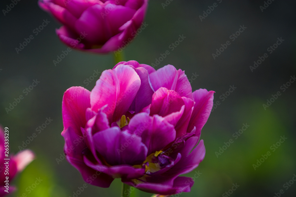 Obraz premium Green glade from crimson and violet unusual, decorative colors of tulips on a spring decline. Beautiful nature.