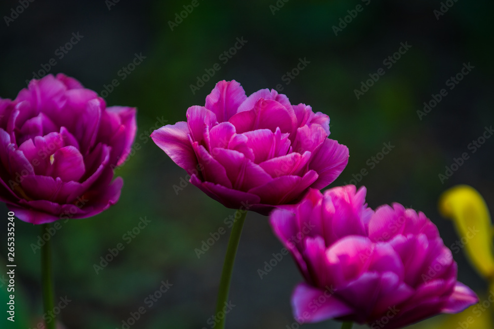 Green glade from crimson and violet unusual, decorative colors of tulips on a spring decline. Beautiful nature. Green glade from crimson and violet unusual, decorative colors of tulips on a spring decline. Beautiful nature.