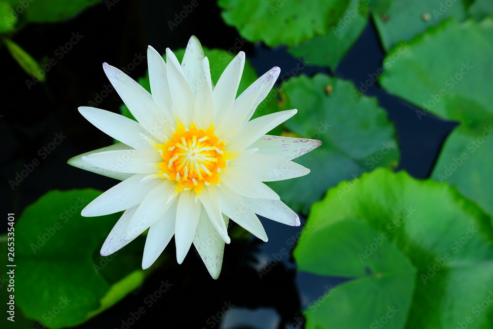 Beautiful White Lotus Flower in the Pond. Beautiful White Lotus Flower in the Pond.