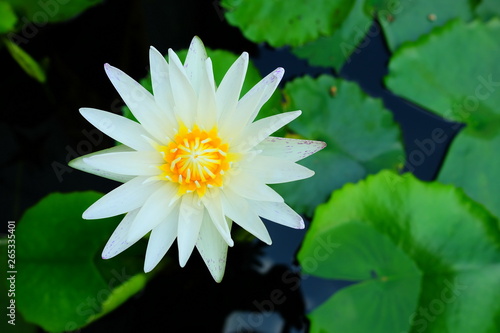 Beautiful White Lotus Flower in the Pond.