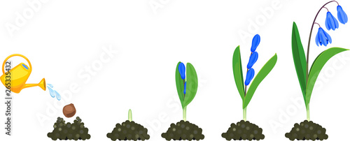 Life cycle of Siberian squill or Scilla siberica. Stages of growth from planting bulb to flowering plant with green leaves and blue flowers