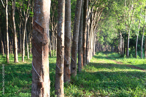 Rubber tree in the garden are making rubber tapping to remove latex. 