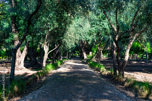 Shaded Pathway lined with Trees at Cyber Park in Marrakech Morocco