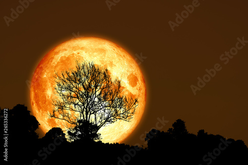 super corn planting moon back silhouette dry branch tree