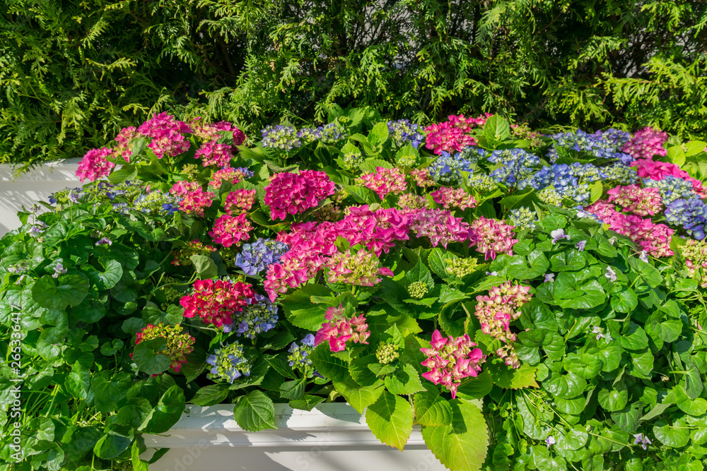 pink and blue blooming hydrangea in a flower bed. Natural floral background with copy space