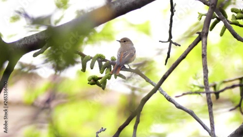 Busy redstart, small song bird in tree, spring. Redstart sitting on a branch and flying away.